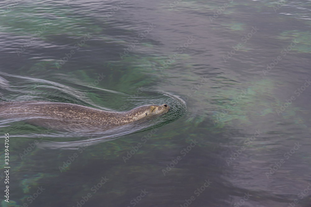 A seal swims across the surface of the sea, closing its eyes