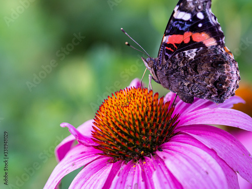 Midwest Butterfly pollen