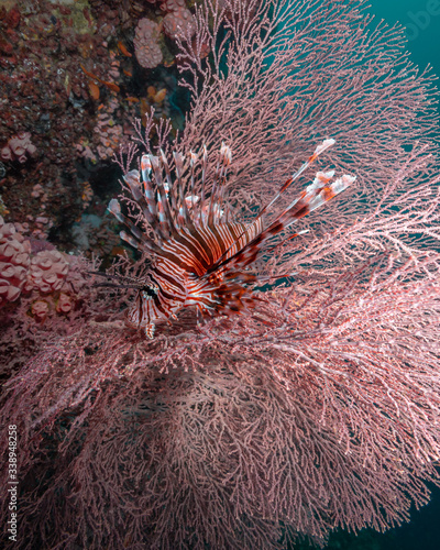 A lion fish rests in the middle of a pink sea fan 