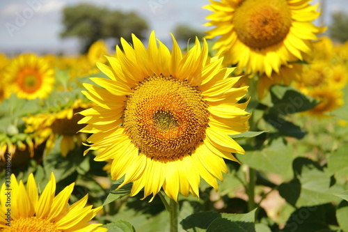 yellow blooming bright flower of sunflower  agricultural scene of the countryside  farm season 