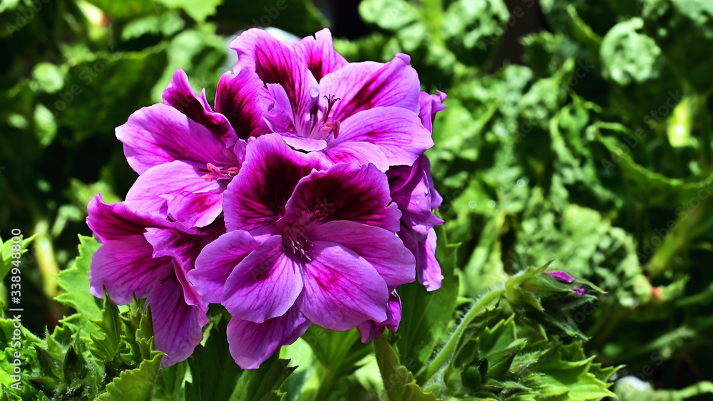 Beautiful purple flower pelargonium, on the balcony Beautiful purple flower pelargonium, on the balcony