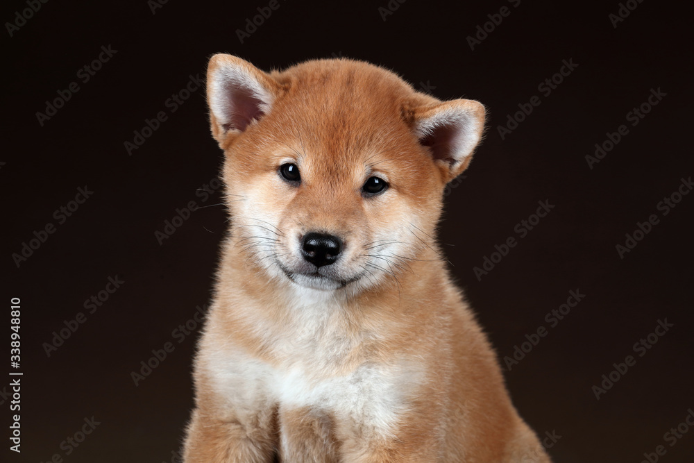 Cute little shiba inu puppy on brown background
