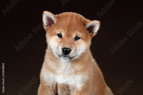 Cute little shiba inu puppy on brown background
