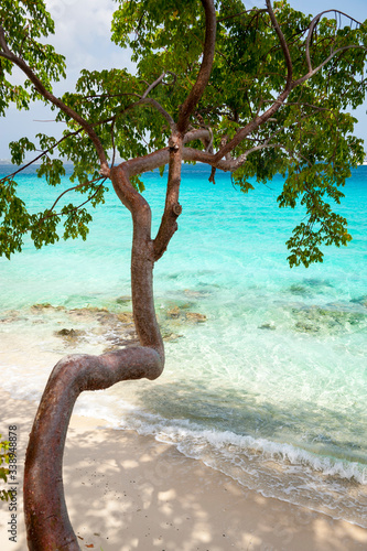 Tropical turpentine (Bursera simaruba) tree curving over bright Caribbean beach scene in the Virgin Islands photo