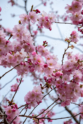 One brief season moment in spring time is the blooming of sakura tree.