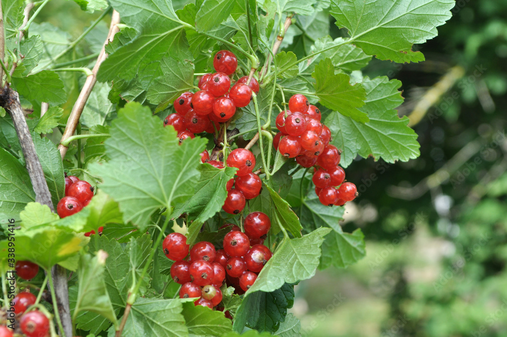 Fototapeta premium On the bush berries are ripe redcurrant
