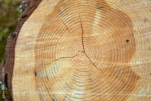 Cut of the pine trunk with cracks and annual rings. Southern Karelia, Finland, May,10, 2014.  photo