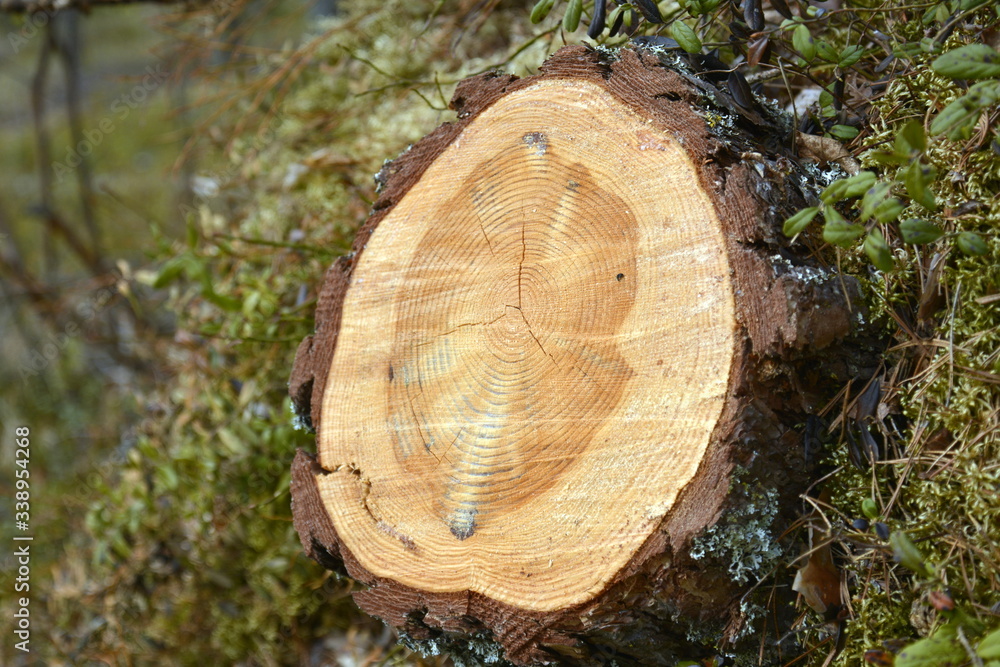 Southern Karelia, Finland, May,10, 2014. Cut of the pine trunk with annual rings Southern Karelia, Finland, May,10, 2014. Cut of the pine trunk with annual rings