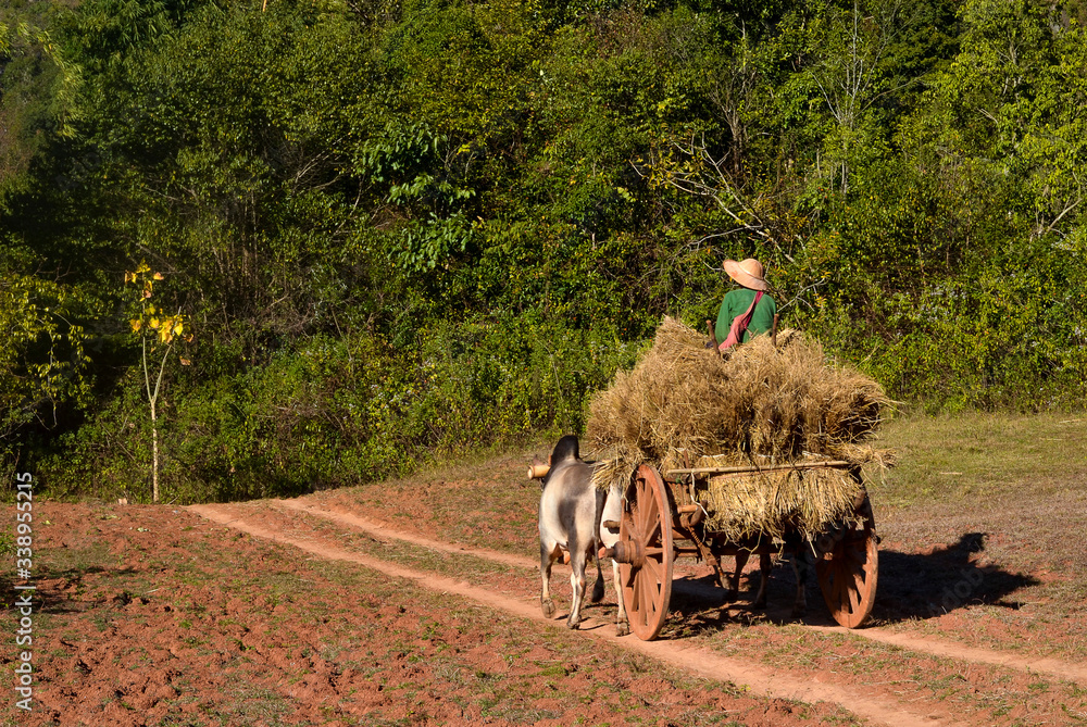 Obraz premium Cart taking straw in Myanmar