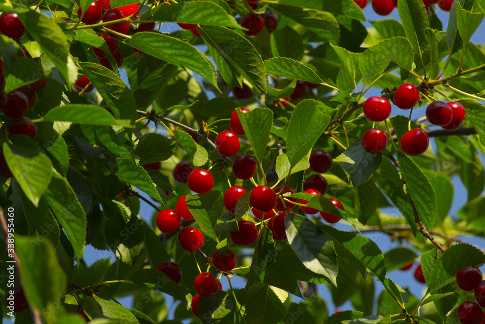 cherry branch with red juicy fruits and green leaves.