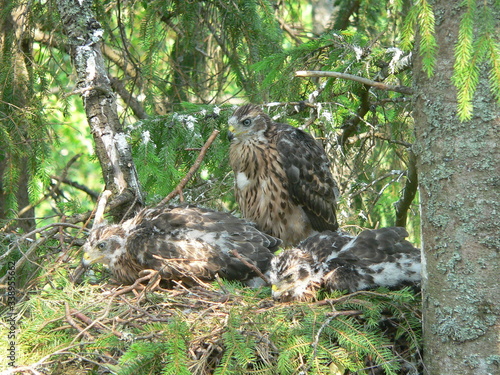 Northern goshawk (Accipiter gentilis) on nest with cubs