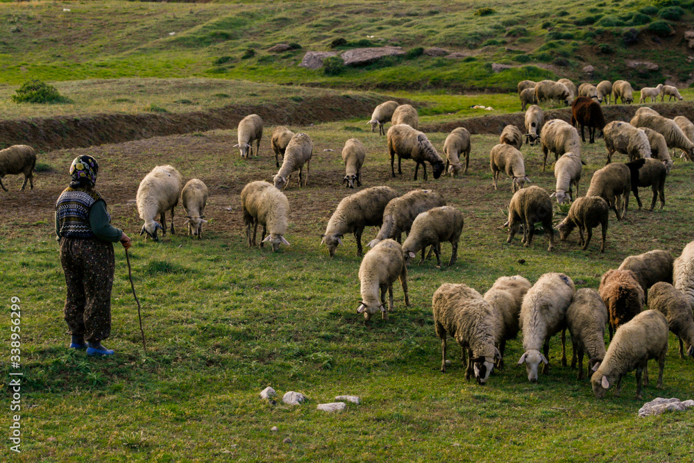 Obraz premium A flock of sheep grazing in turkey