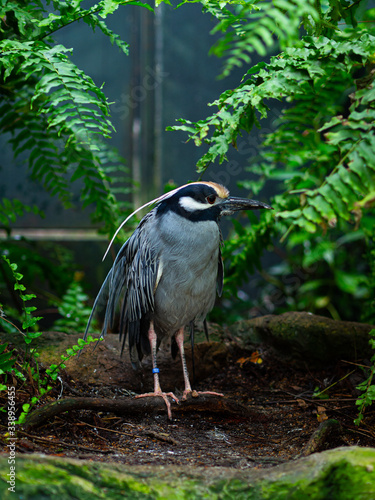 Yellow crowned Night Heron