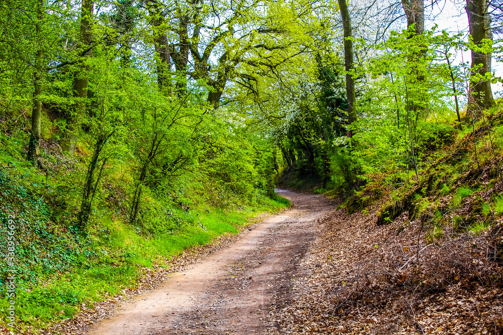 path in the forest