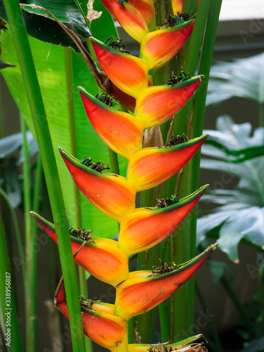 Tucan bill flower