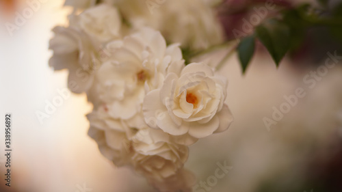 Shallow Focus on Hanging Flowers