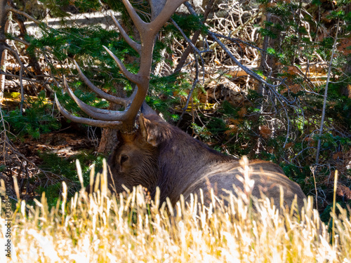 Hidden horned Mountain Elk