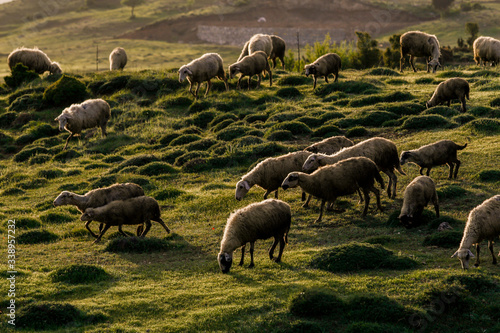 A flock of sheep grazing in turkey