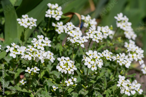 Arabis caucasica white flowering plant, group of springtime flowers in bloom © Iva