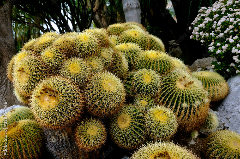 Visit the exotic garden of Monaco where there are huge collections of cacti and succulents Visit the exotic garden of Monaco where there are huge collections of cacti and succulents
