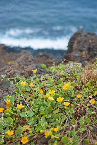 'Ilima, Hawaiian Native Plant, Yellow Small Flower Blooming on the cliff by the sea, Sida fallax photo