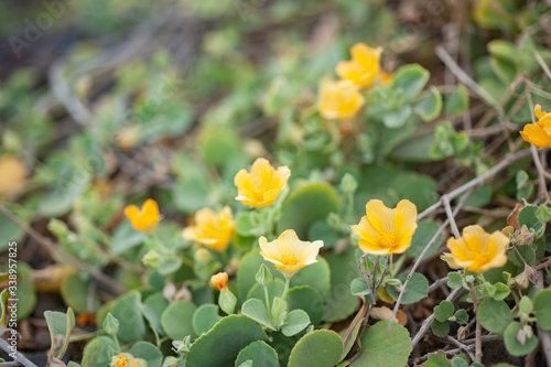 Hawaiian Indigenous Plant, 'Ilima, Yellow Small Flower, Sida fallax