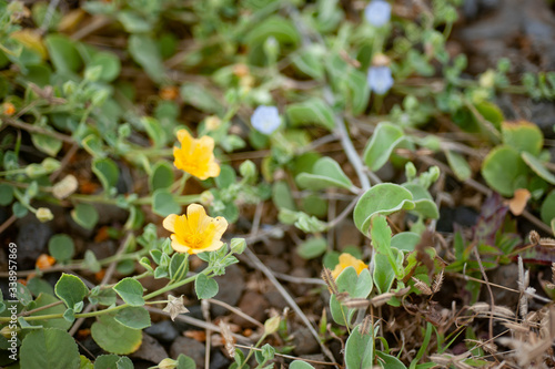 Hawaiian Indigenous Plant, 'Ilima, Yellow Small Flower, Sida fallax