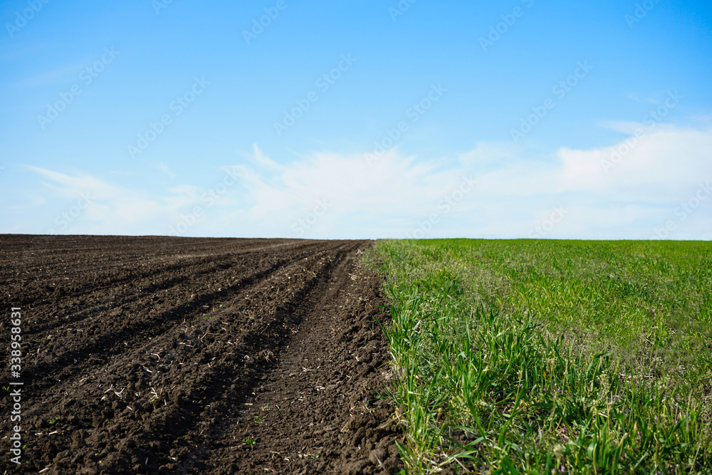 Young green wheat growing in soil. Wheat seedlings growing in a field. Agricultural rural background. Young green wheat growing in soil. Wheat seedlings growing in a field. Agricultural rural background.