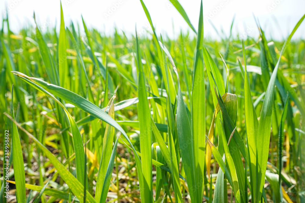 Fototapeta premium Young green wheat grows in the soil. Wheat seedlings growing in the field. Close-up.
