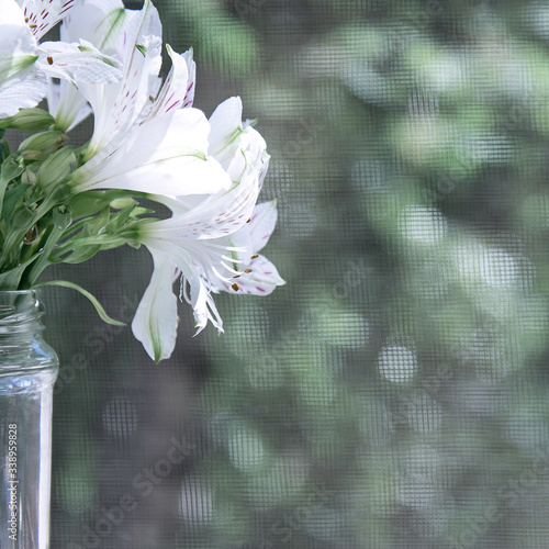 A bouquet of white alstroemeria in a glass jar stands under the rays of the sun on a background of trees. Concept flowers, background, holiday, nature. photo