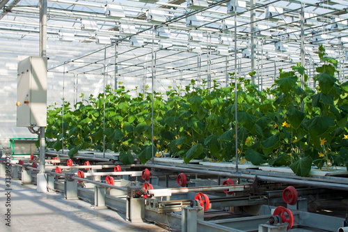 Cucumber plants growing inside a modern greenhouse