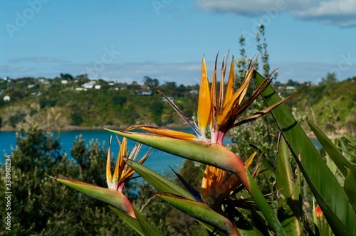 Oiseau de paradis