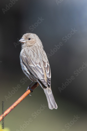 female house finch