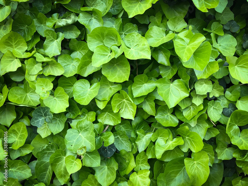 Wild poison green ivy wall texture pattern wallpaper plant background