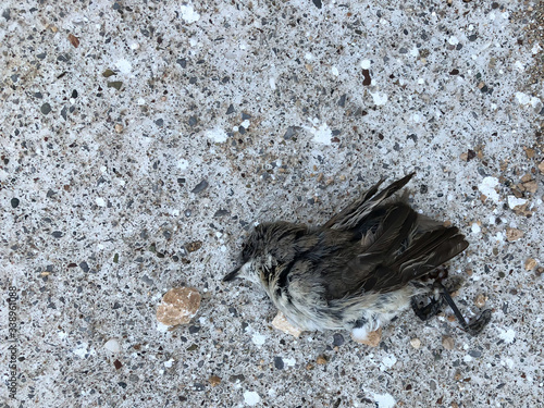 Gray brown little dead sparrow on asphalt