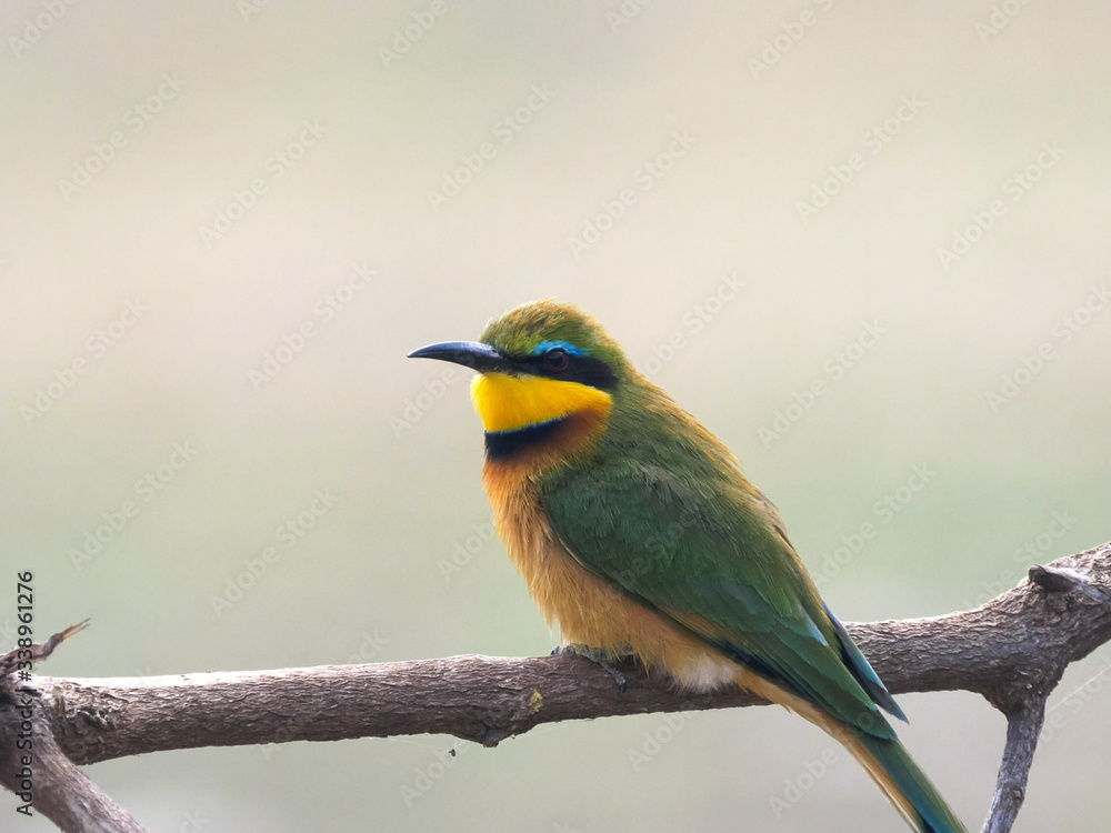 Obraz premium shot of a little bee eater at lake manyara