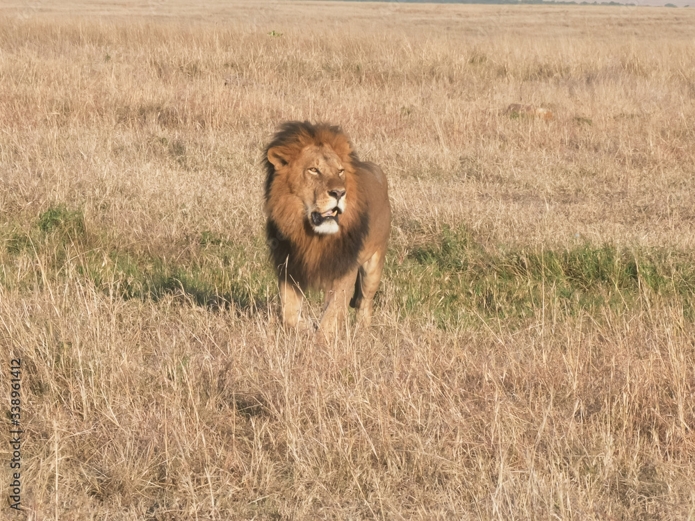 Fototapeta premium male lion approaching at masai mara national reserve