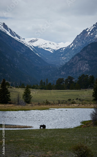 Moose drinking from lake