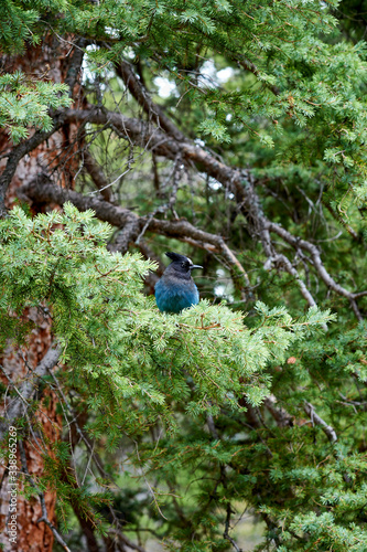 blue bird in the forest