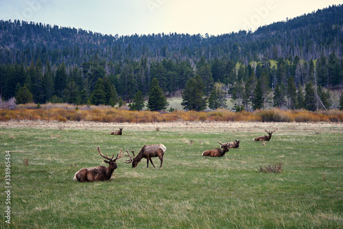 elk in the rockies