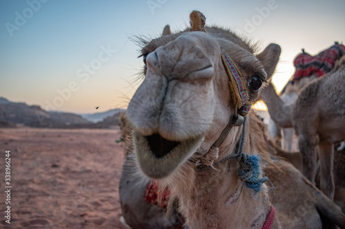 Funny Faces of Camels in the Wadi Rum Desert of Jordan