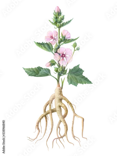 Marshmallow Plant Hand Drawn Pencil Illustration Isolated on White with Clipping Path