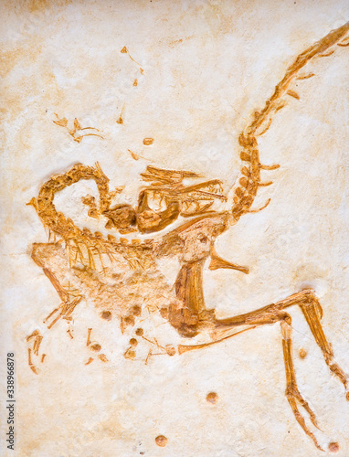 Compsognathus corrallestris or Compsognatus longipes, Jurassic.