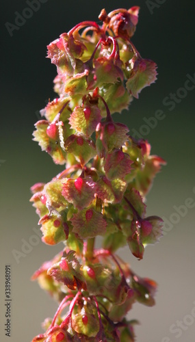 Close-up of a Bitter Dock stem ( Rumex obtusifolius ) with tubercles and achene leaves photo