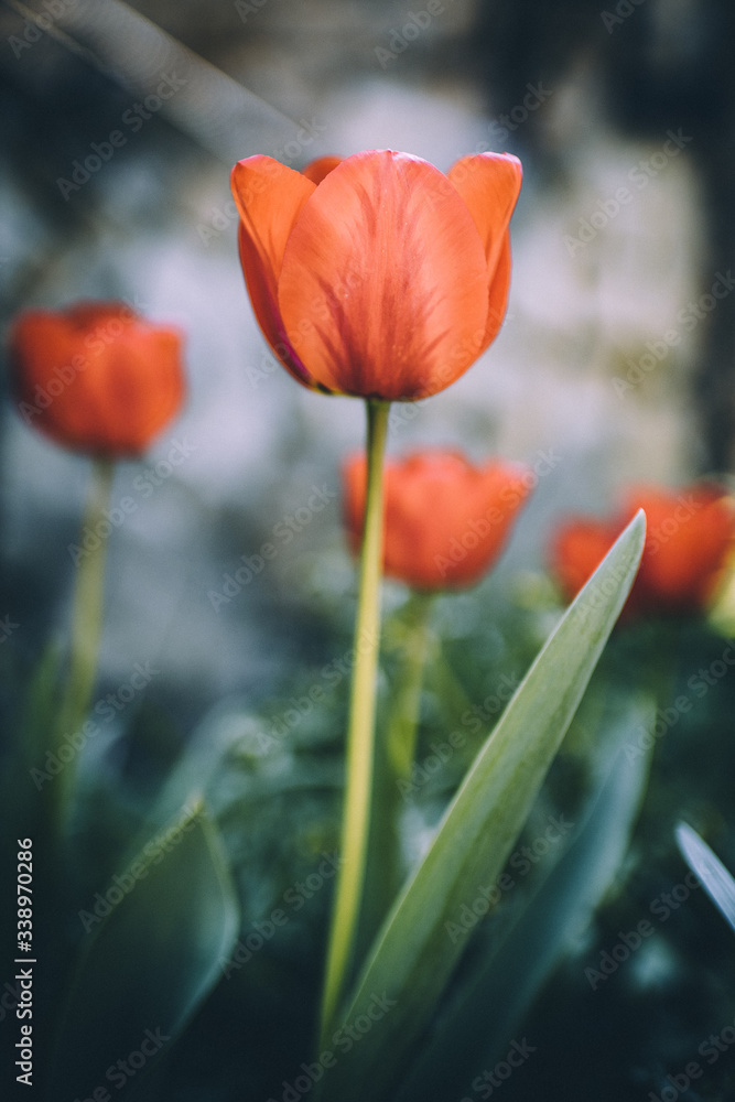 Fototapeta premium Tulip Life