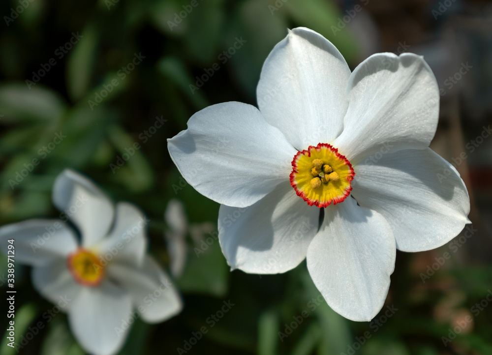 Narcissus flower, daffodil blooming ,spring background, Narcissus flower, daffodil blooming ,spring background,