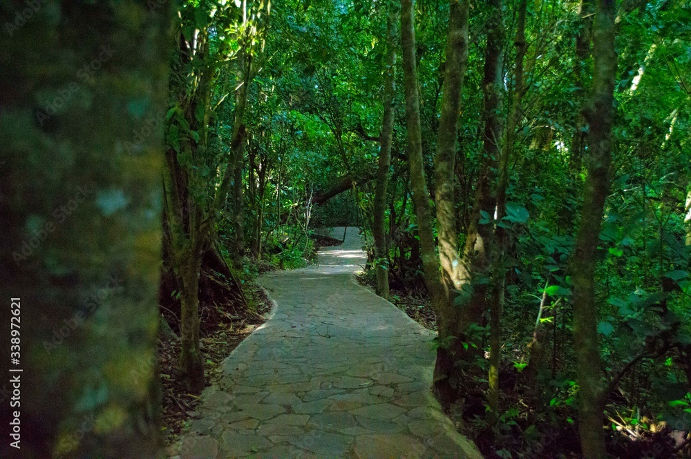 Tropical Forest Tropical Forest