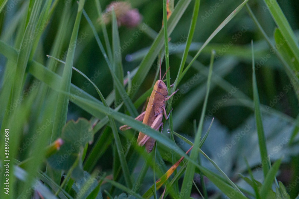 brown grasshopper sitting on a spring morning in the midst of deep green grass on which the last drops of the morning dew still shimmer ver.3 brown grasshopper sitting on a spring morning in the midst of deep green grass on which the last drops of the morning dew still shimmer ver.3
