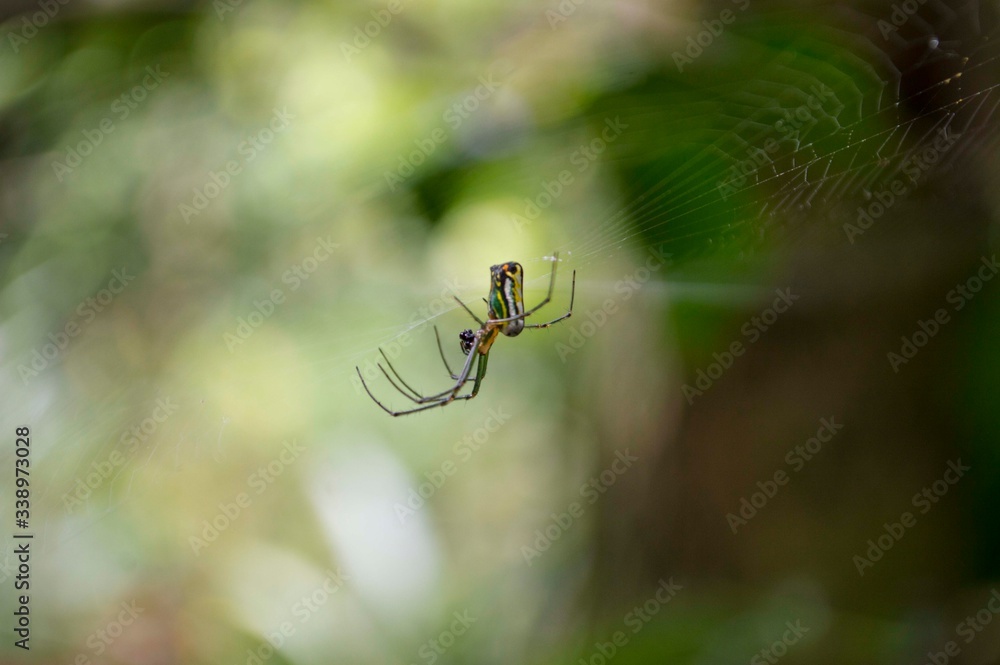 spider spider