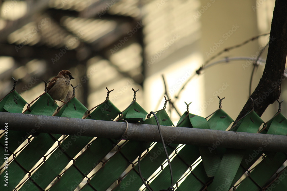 lonely bird